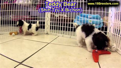 We did not find results for: Teddy Bear, Puppies, For, Sale, In, Detroit, Michigan, MI ...