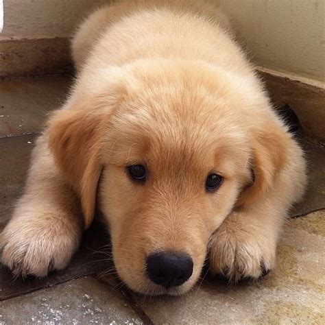 Even our dogs get lonely | Puppy dog pictures, Dogs, Puppy ...