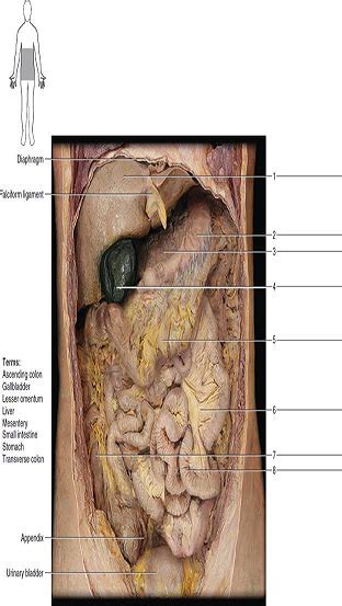Start studying human torso model anatomy. Torso Model Anatomy Labeled - Biol 160 Human Anatomy And ...