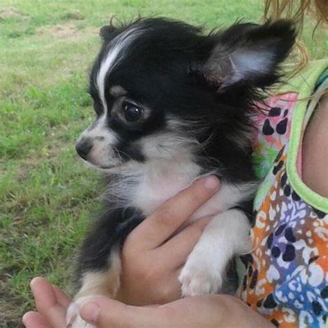 They usually bond with only one person and become highly devoted, frequently kissing the owner's face (with or without approval). **Beautiful Long Hair Chihuahua Akc for Sale in Cleburne ...