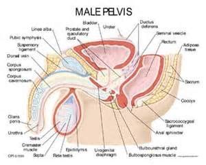 This 7 part model of the male pelvis shows in accurate detail how the bones, ligaments, vessels and nerves as well as the pelvic floor muscles and the every original 3b scientific anatomy model now includes these additional free features: Male Anatomy Pelvic Floor Nerves - Bing Images | Masculino ...