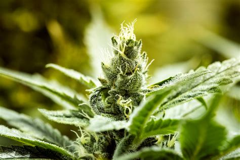 The top penny stocks to buy now are ones that could lead to major losses or gains, depending on the market. 2 Dirt-Cheap Cannabis Stocks to Buy Right Now | The Motley ...