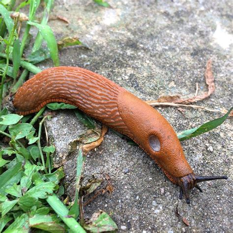 Maybe you would like to learn more about one of these? Auf das Thema Nacktschnecken bzw. Spanische Wegschnecke ...