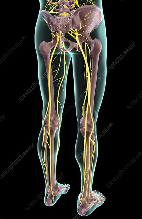 Have you ever been in an exercise class and had the instructor say to feel it in your quads or engage your core and really. Anatomy Lower Body : Anatomy For Exercise Lower Body Muscles Empower Your Wellness - Popliteal ...