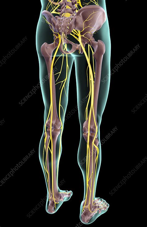 The human body is the structure of a human being. Anatomy Lower Body : Anatomy For Exercise Lower Body Muscles Empower Your Wellness - Popliteal ...