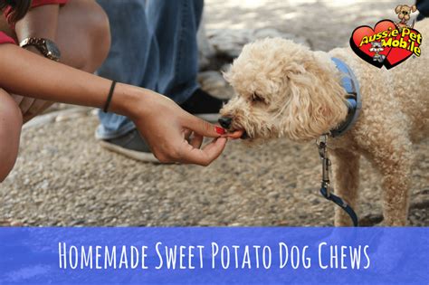 Aussie dog for professional groomers and show handlers. Homemade Sweet Potato Dog Chews - Aussie Pet Mobile ...