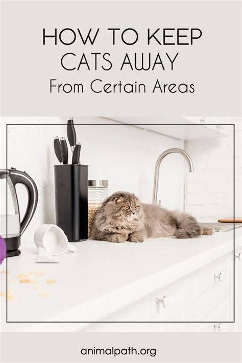 Find cat scram at our trusted online catalog. How To Keep Cats Away From Certain Areas in 2020 | Keep ...