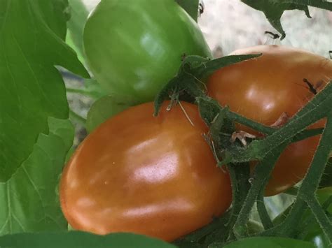 These caterpillars have voracious appetites and can consume entire leaves and small stems in a short hornworms that are not feeding should be left on the tomato plant. Washington County Minnesota