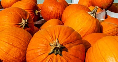 These molecules work alone or together to bring about a number of many people do not know that paprika is a good source of vitamin a. Pumpkins: Health benefits and nutritional breakdown