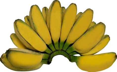 Detik detik majikan keluarkan pisang mau perkosa tkw arab di mekah. Pisang Kepok - BatamFresh