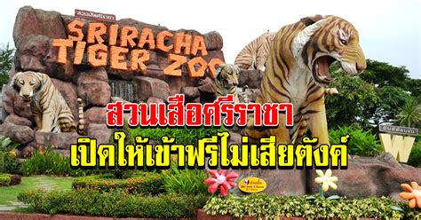 #สวนเสือศรีราชา #srirachatigerzoo อยู่ที่ตำบลหนองขาม อำเภอศรีราชา จังหวัดชลบุรี. สวนเสือศรีราชา เปิดให้เข้าชมการแสดงฟรี 4 วัน