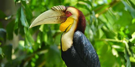 Enggang borneo kemos / enggang borneo kemos white crowned hornbill wikipedia the global c. Hornbills Of Borneo Burung Enggang