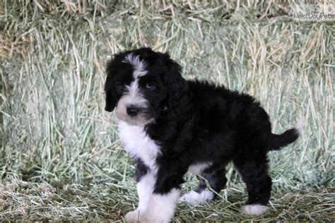 Darcy: Sheepadoodle puppy for sale near Dallas / Fort ...