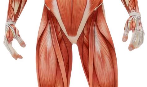 The hip adductor muscles help to bring your legs together and rotate your hip inwards towards the yoga anatomy core: Muscles In Hip Area - The Story of My Leg: Iliopsoas bursitis. Or, the thing ... : Tears are ...