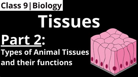 Detailed explanation provided under each ncert solutions will help in. Class 9 | Biology | Chapter - 6:Tissues (Part-2 : Animal ...