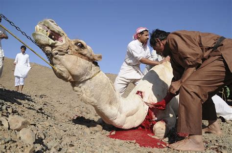 30 camel qurbani in saudi arabia 2018. Muslims in Saudi Arabia, UAE, US celebrate Eidul Azha