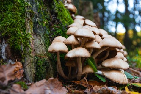 Solo los hongos comunes pueden consumirse crudos sin ningn problema. Los hongos alucinógenos podrían hacer del mundo un lugar ...