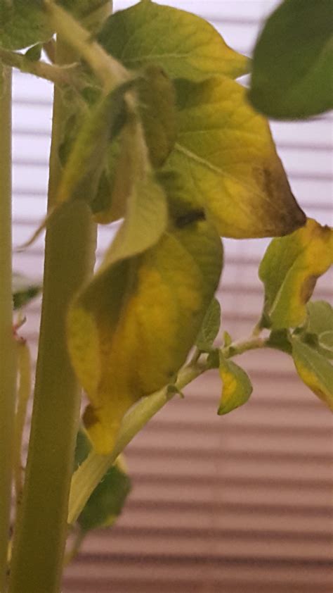 Potato plant leaves have holes. Cook County Illinois