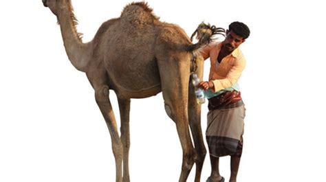 A video of an islamist leader purportedly drinking a mixture of camel urine and camel milk in saudi arabia has sparked debate over the health dangers of the practice in his native indonesia. Allah's instructions to Muslims on how to drink his gift ...