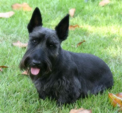 Beautiful boy had its world premiere at the toronto international film festival on september 7, 2018, and was theatrically released in the united states on october 12, 2018, by amazon studios. My beautiful Scottie Boy! | Scottie, Westies, Animals