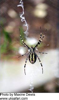 Check spelling or type a new query. Black and white striped spider, ALQURUMRESORT.COM