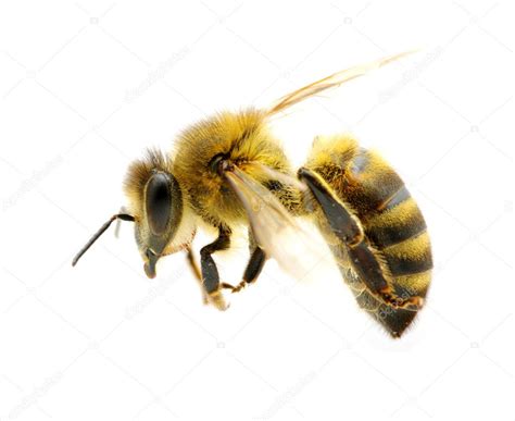 The voiced dental fricative /ð/ (as in this) and the voiceless dental fricative /θ/ (thing). Bee on white — Stock Photo © Ale-ks #5840341