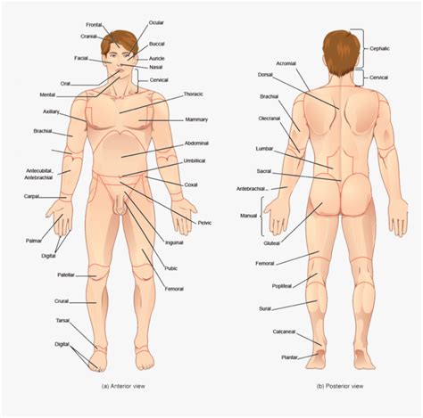 Brain = inside your head, it controls every part of your body. Transparent Human Body Parts Clipart - Human All Body ...