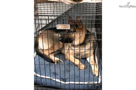 Full registration a.k.c.german shepherd puppy breeder. Stan: German Shepherd puppy for sale near Nashville, Tennessee. | bb8aa609-c7e1