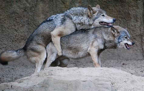 For a list of wolf subspecies, see subspecies of canis lupus. Wolf Reproduction Facts - Information about Wolves Mating