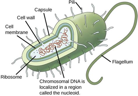 Check spelling or type a new query. 2.3 A Cell is the Smallest Unit of Life - Environmental ...