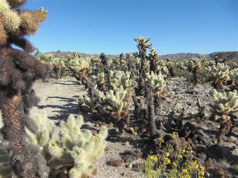 This video shows an easy way remove cholla cactus from your clothes or skin quickly and easily,. 'Hunting in America' Report Urges Americans to Get Their ...