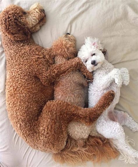 We did not find results for: Just a lazy day in this three-poodle household! #Poodle ...