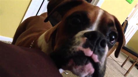 Please download one of our supported browsers. Boxer puppy won't let me sleep - YouTube