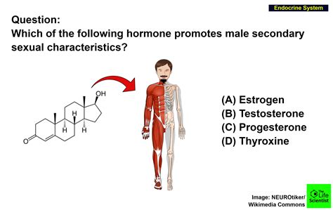 Which of the following hormone promotes male secondary ...