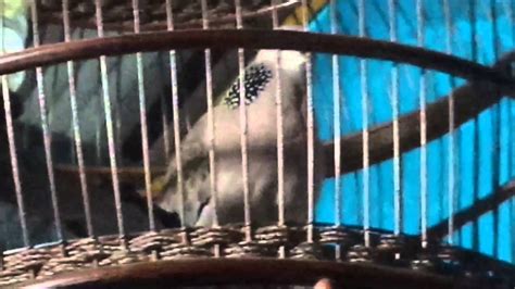 One of the best high quality wallpapers site! Gambar Burung Derkuku Kelantan | Gambar Burung Wallpaper