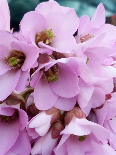 Maybe you would like to learn more about one of these? Fiori Bianchi Orto Spontanee : Riconoscere E Raccogliere ...