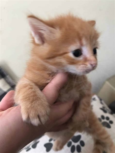 Beautiful Orange kittens! | Petclassifieds.com