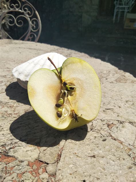 See full list on wikihow.com This apple's seeds sprouted at the store : mildlyinteresting