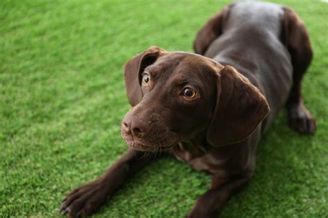 He's interested in what's beneath the fur and has captured creatures' honest gazes for his series called animal soul.i've avoided all distraction by limiting the photographs to medium shots with a black. How to Design a Dog-Friendly Yard with Synthetic Grass Near Me