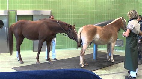 Besonders in den wintermonaten sind stall und pferdebox das zuhause der vierbeiner. Quaterback - Wolkentanz - Donnerhall - Breeding Stallion ...