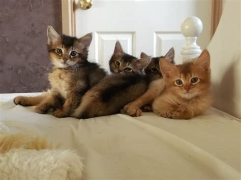 If you are in need of a cat in a few days, if you aren't interested in dealing with any problems that may arise, if you have to have a particular age and look, rescue might not be the optimal solution for you. Somali Kittens for sale | Birmingham, West Midlands ...