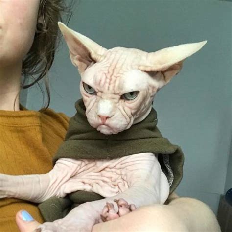 Portrait of a funny sphynx cat looking out of the carton box isolated on white background. Meet Loki: The World's Grumpiest Sphynx Cat (40 pics ...
