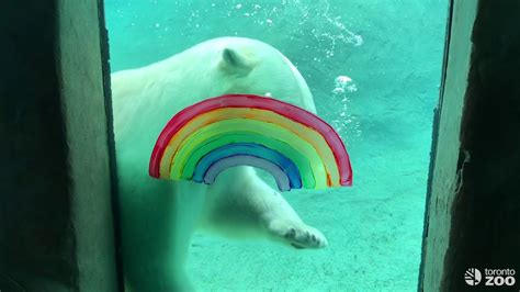 Please note the toronto zoo is currently closed! Toronto Zoo Animals Enjoy Pride-Themed Enrichment - YouTube