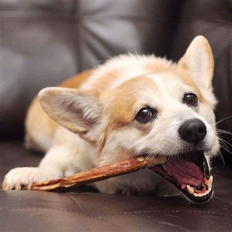 Bully sticks are high in protein, made of beef and help maintain strong muscles and clean teeth. Domino loves his bully sticks! They help to keep him ...