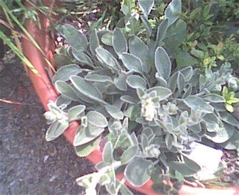 In the right place, it's a great plant. PlantFiles Pictures: Yellow-Flowered Lambs' Ear (Stachys ...