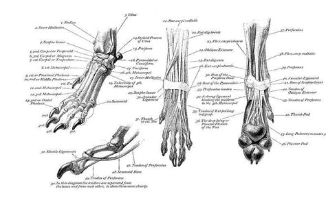 Dogs can become weak for a number of reasons, from injury to the worsening of genetic bone and joint disorders. Left Front Foot