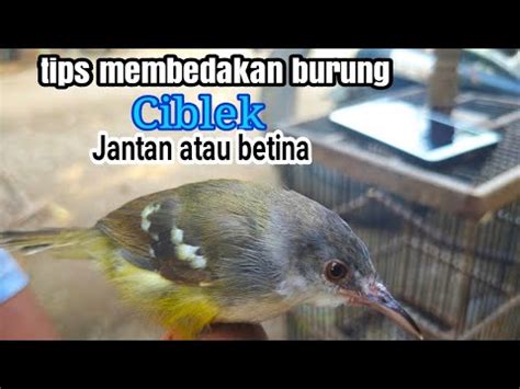 Ketiga burung ciblek yang sama dengan karakter yang berbeda #ciblekkristal. Cara membedakan burung ciblek semi jantan atau betina ...