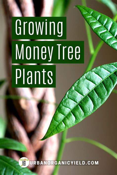 The first step to budgeting is knowing how much money you make. Money Tree Growing Tips in 2020 | Money tree plant, Trees to plant, Money trees
