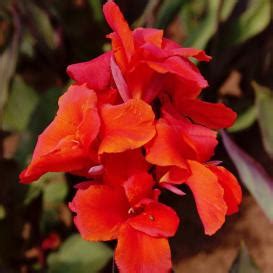 Our wholesale bulk flowers make it easy to get everything you need in just a few clicks. Canna Lily Bulbs For Sale | Buy Flower Bulbs In Bulk ...