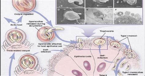 Using small intestinal and lung organoids, here we show that apicomplexan parasite cryptosporidium parvum can infect epithelial organoids derived from human small intestine and lung. Traveling Small with a Nucleus: Cryptosporidium essay